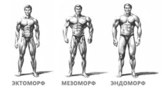 Эктоморф, мезоморф и эндоморф — программы тренировок для каждого типа